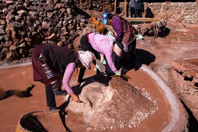 △盐井的盐田上，在收盐的藏民/作者供图