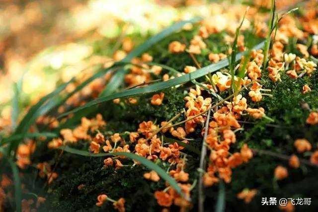 江南最地道的5个古镇，一下雨就美成了仙境