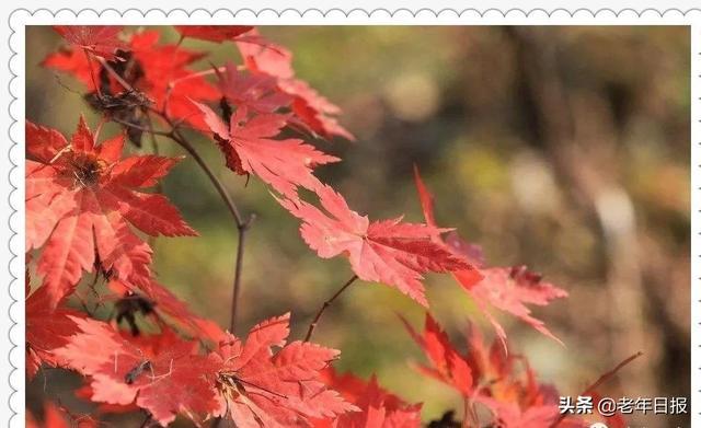 96岁北大教授夫人断食结束生命！生前这段话，值得所有退休人看看！