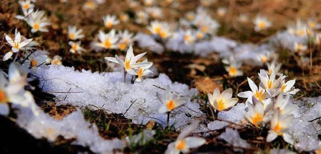 新疆顶冰花开“报春”来
