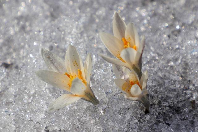 新疆顶冰花开“报春”来