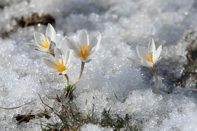 新疆顶冰花开“报春”来