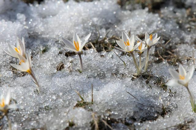 新疆顶冰花开“报春”来