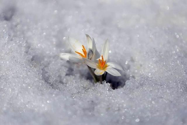 新疆顶冰花开“报春”来