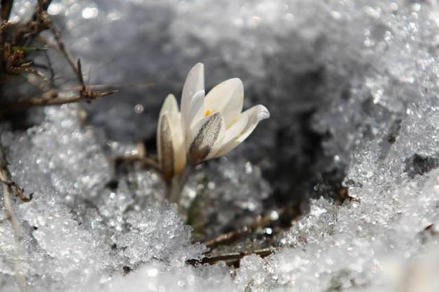 新疆顶冰花开“报春”来