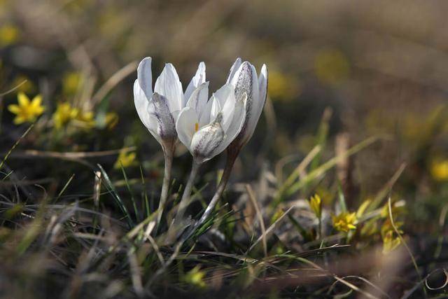 新疆顶冰花开“报春”来