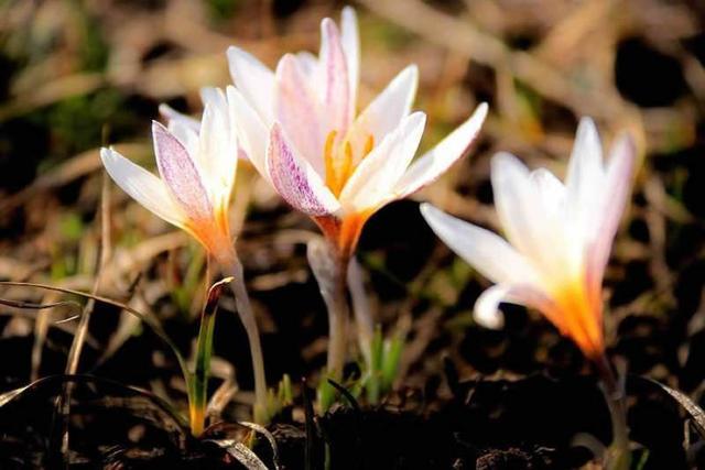 新疆顶冰花开“报春”来