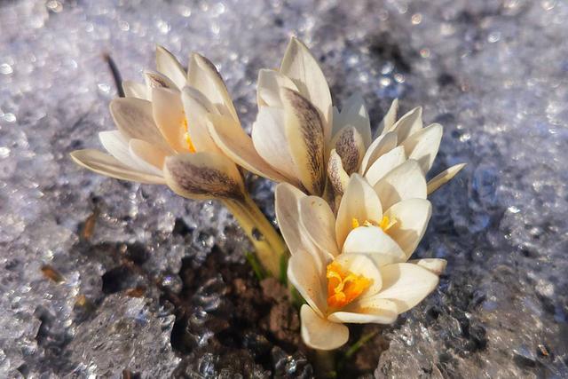 新疆顶冰花开“报春”来