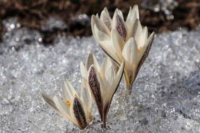 新疆顶冰花开“报春”来