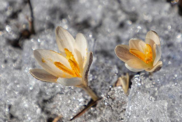 新疆顶冰花开“报春”来