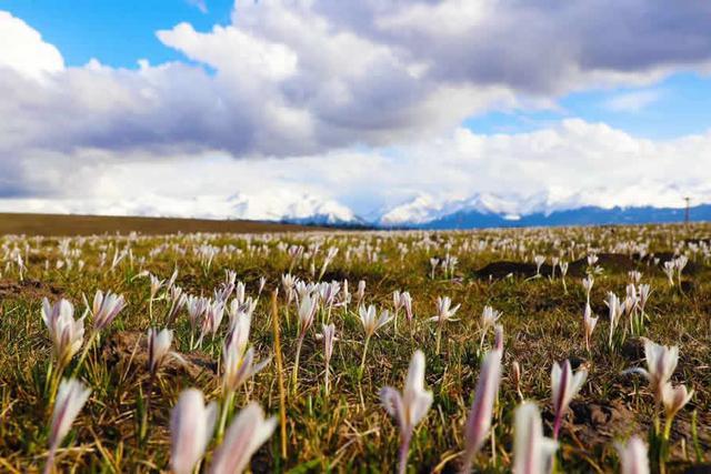 新疆顶冰花开“报春”来