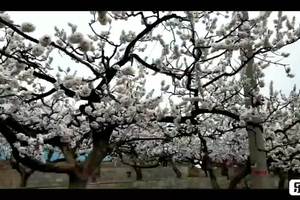 2019大孤山杏花节活动