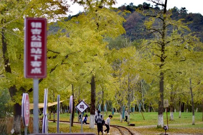 「休闲赏色，周六出发」11.22 长兴银杏长廊：千年银杏长廊已经美翻啦！徜洋八都十里银杏长廊，感受秋天独有的浪漫！