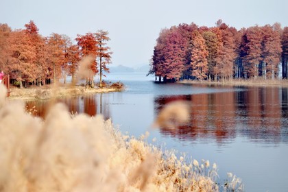 「四明赏秋，周六出发」12.6 四明湖+燕窝古道@江南的色彩不比新疆差！成片的红杉林造就了宛如喀纳斯的美景！