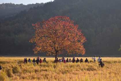 「秋日赏色，新线首发」11.23 塔川宏村秋色：秋染徽韵，漫步经典塔川秋色，一步一景卷进这斑斓画卷中！