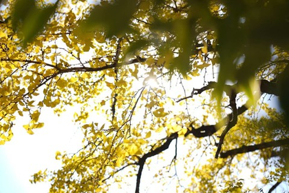 「休闲赏秋，周六出发」11.29 秋意指南：一叶知秋，去指南村打卡！一起去看见秋天抓住秋天~