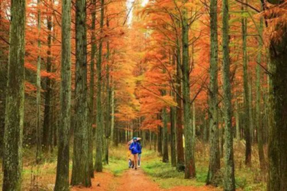 「山野秋色，周日/周一」11.30/12.1 余杭长乐林场：杭州小众赏秋秘境，轻徒步穿越林海、湖畔漫步野餐~