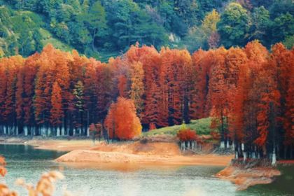 「秋日行摄，周六出发」11.29 嵊州贵门@行摄嵊州贵门，探秘水杉林，寻觅红枫，看秋色层林尽染！