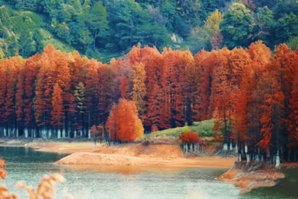 「秋日行摄，周日出发」12.7 嵊州贵门@行摄嵊州贵门，探秘水杉林，寻觅红枫，看秋色层林尽染！