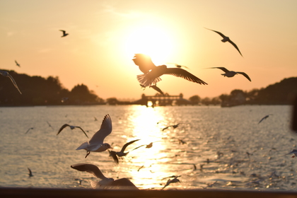 「休闲游玩，周日/周四」12.14/12.18 鼋头渚赏鸥@鸥遇鼋头渚，无锡