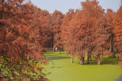 「环湖骑行，周三/周六」12.17/12.20 青山湖环湖骑行：目的地集合，超高颜值临湖绿道，一起去追风，看路上好风光~