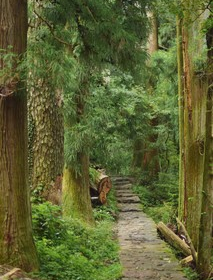 「周日出发，森系徒步」1.18 临安大树王国徒步：大树底下好乘凉，闯入绿野巨树世界，徒步吸氧森呼吸~