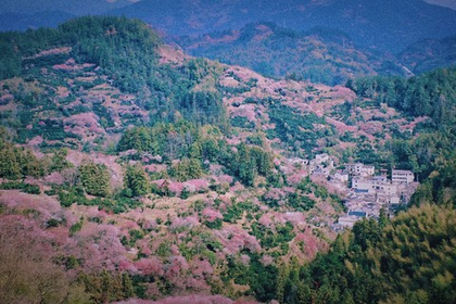 「春天花事，年味体验」2.14/2.21/2.22 徒步徽州梅花仙境-卖花渔村，只卖花不卖渔，瞻淇古村看鱼灯寻年味~