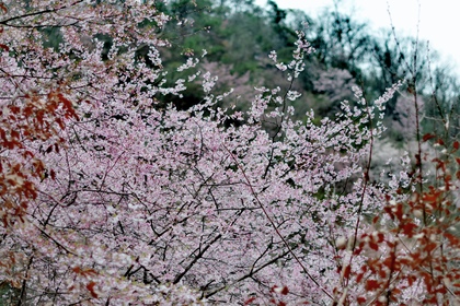 「春天花事，新线首发」3.5/3.7 徒步淳安吉野山，穿越雪坑源樱花世界，漫步新安江赏下涯油菜花~