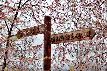 「春天花事，新线首发」3.8 富阳浮云岭赏樱@徒步富阳东坡古道，陶醉于山花烂漫浮云岭~