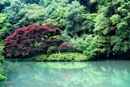 「同城徒步」3.19/3.22 九溪：穿九溪过龙井走十里琅珰，徒步杭城超经典的减脂路线~