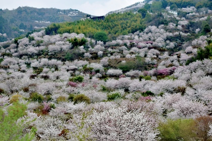 「春天花事，新线首发」3.21 嵊州赏樱@清潭坑环线徒步赏樱，陶醉山花烂漫清潭坑~