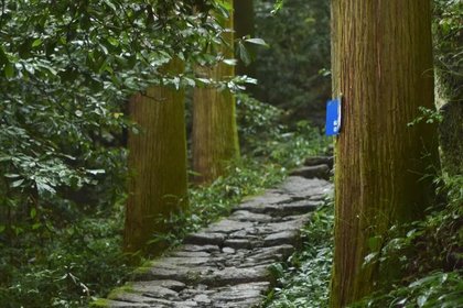 「近江+城西东岳上车」4.25/4.26/5.1 临安大树王国：大树底下好乘凉，闯入绿野巨树世界，徒步吸氧森呼吸~