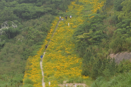 「近江上车，新线首发」5.31 @马目花海，徒步舟山定海马目风车公路，行走山海之间，邂逅初夏邹菊金黄山野~