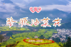 3.14-3.15｜情定•婺源全景｜单身相约の【春风有信，婺源有约】寻花觅缘之旅，邂逅一场金色的浪漫 