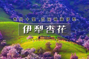 清明6天｜印象•伊犁杏花｜绝色新疆6日の吐尔根-那拉提冰百合-大西沟杏花-独山子大峡谷-赛里木湖