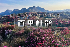 清明4.3-4.6｜印象•百里杜鹃｜2026贵州花季山野轻徒步の羊皮洞瀑布-百里杜鹃-三江古道｜4天3晚