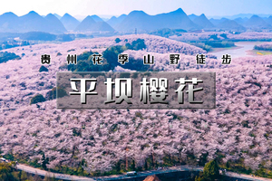 3.19-3.22｜又见•平坝樱花｜2026贵州花季山野轻徒步の平坝樱花-羊皮洞瀑布-三江古道｜4天3晚