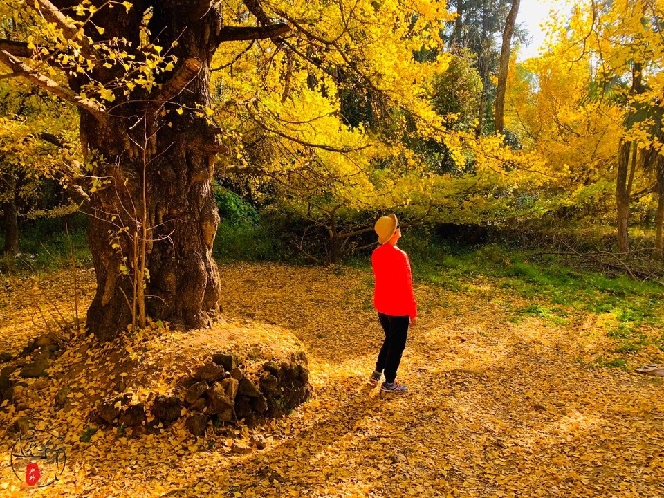 D87E5CED-336B-4420-B315-E978020AA01E