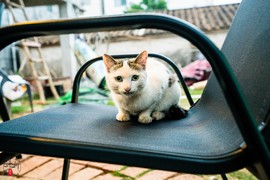 涠洲岛遇上的小猫咪