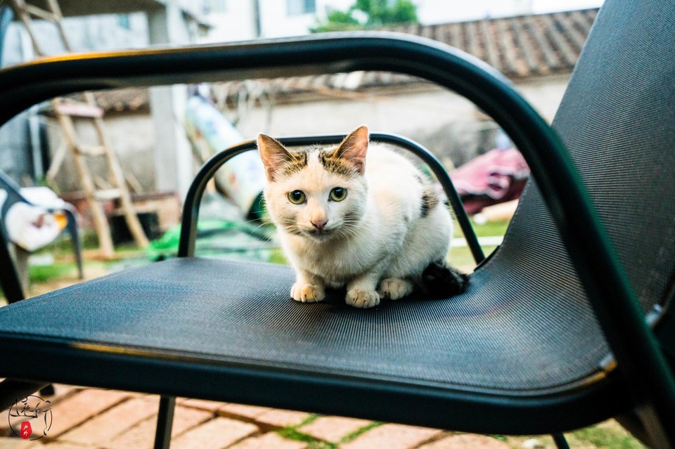 涠洲岛遇上的小猫咪