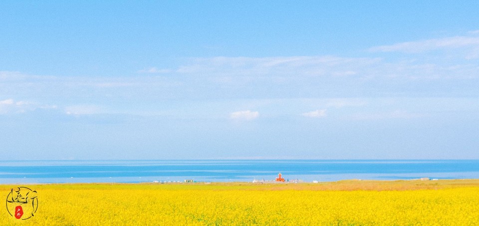 青海湖的油菜花会一直一直开到10月