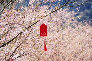 「踏春浮云岭」3.8 美爆啦！在如云似霞的野樱花海中徒步，山野中的早春樱花，感受春的气息！