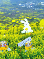 「悬岩村+覆卮山」3.14 悬岩村樱桃花海，覆卮山油菜花上线，春游打卡“浙版小林芝”~