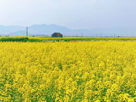 「富春江漫游」3.21/3.22 新桐油菜花、东梓关民居、桐洲岛漫步～再不用去婺源啦！富春江赏油菜花路线美翻啦！