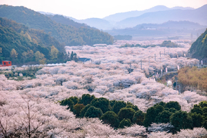 「樱你而来·浙东第一古镇」4.6 上虞樱花谷惊艳开幕，打卡超低调浙东第一古镇，一日春游踏青