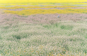 「五彩油菜花·清明价99」谁说油菜花只有黄色？慈溪“彩虹花田”进入高光时刻，速来拍照打卡！
