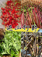 「一起去打野·野笋季」4.23 挖笋+轻徒步丨道场坪春日高山草甸，去放肆自由！