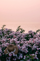 「美爆了！蔷薇日落」去太湖绿道，邂逅一场蔷薇花海日落！一日畅玩乌镇南栅、南浔~