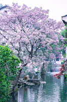 「绍兴顶流·苦楝花开」5.2 书圣故里+仓桥直街绝美苦楝树花开，云松村轻徒步，寻茶香秘境