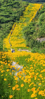 「看花！看海！看风车！」5.24 徒步定海花海绝美路线+山海花海顶流，把初夏藏进金黄花海！